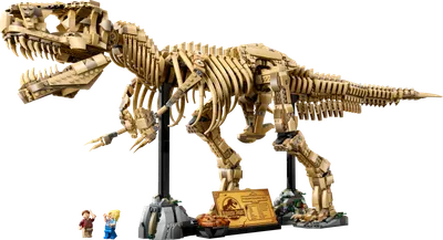 Fossili di dinosauro: Tirannosauro
