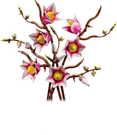 Ramas de Magnolia