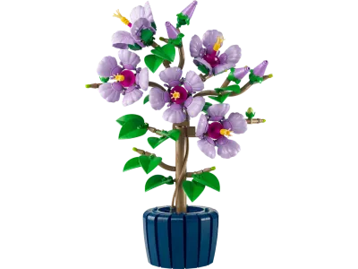 Hibiscus