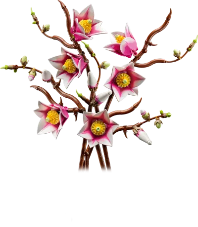 Ramas de Magnolia