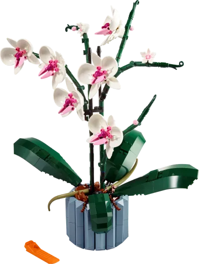 Orquídeas
